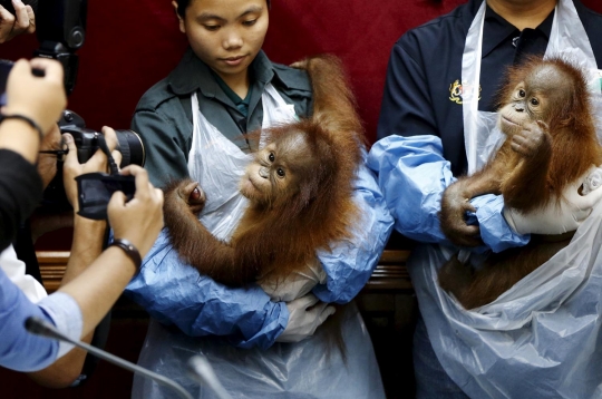 Selundup ke Malaysia, bayi orang utan ini disembunyikan dalam tas