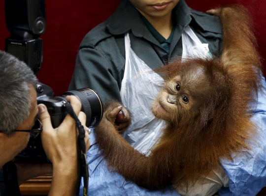 Selundup ke Malaysia, bayi orang utan ini disembunyikan dalam tas