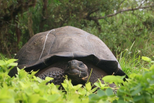 Ini wujud kura-kura raksasa spesies baru di Kepulauan Galapagos