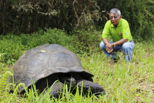 Ini wujud kura-kura raksasa spesies baru di Kepulauan Galapagos