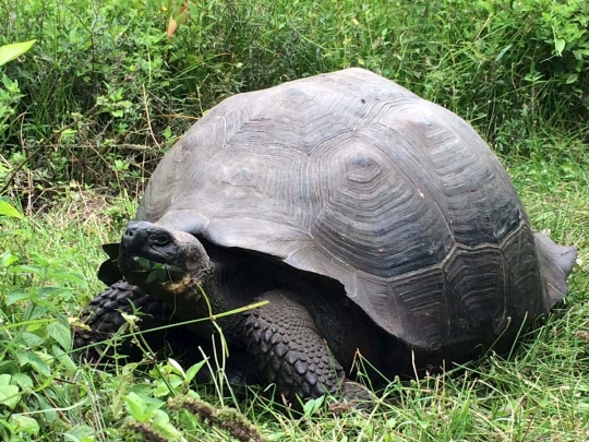 Ini wujud kura-kura raksasa spesies baru di Kepulauan Galapagos