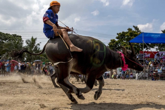 Menyaksikan keseruan dan kelucuan lomba balap kerbau di Thailand