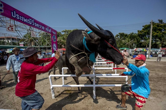 Menyaksikan keseruan dan kelucuan lomba balap kerbau di Thailand