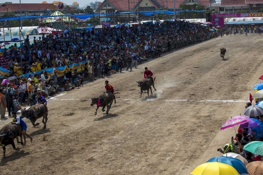 Menyaksikan keseruan dan kelucuan lomba balap kerbau di Thailand