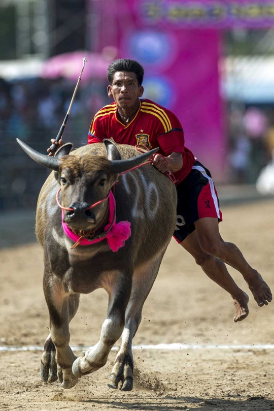 Menyaksikan keseruan dan kelucuan lomba balap kerbau di Thailand