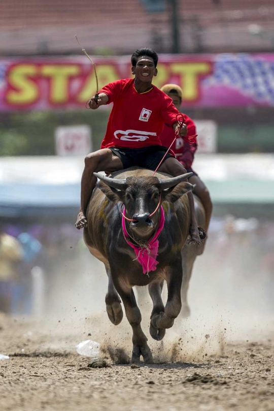 Menyaksikan keseruan dan kelucuan lomba balap kerbau di Thailand