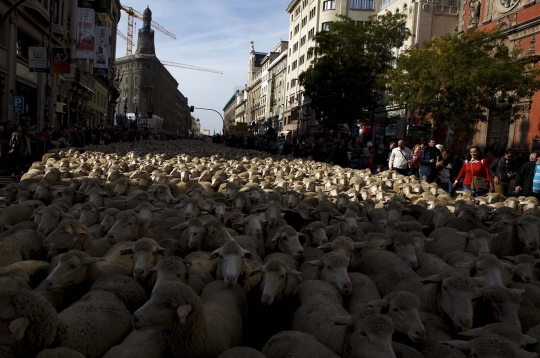 Ribuan domba tumpah ruah padati jalanan Madrid