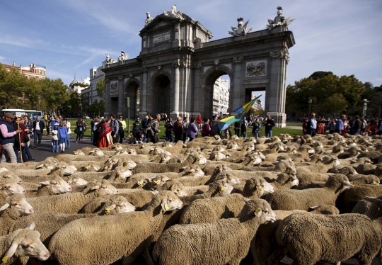 Ribuan domba tumpah ruah padati jalanan Madrid