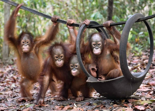 Menengok bayi orang utan selamat dari kebakaran hutan Palangkaraya