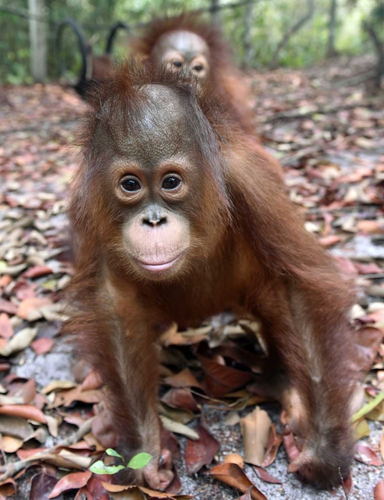 Menengok bayi orang utan selamat dari kebakaran hutan Palangkaraya