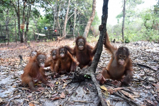 Menengok bayi orang utan selamat dari kebakaran hutan Palangkaraya