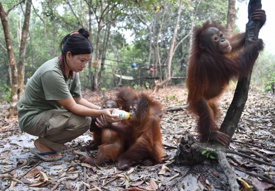 Menengok bayi orang utan selamat dari kebakaran hutan Palangkaraya