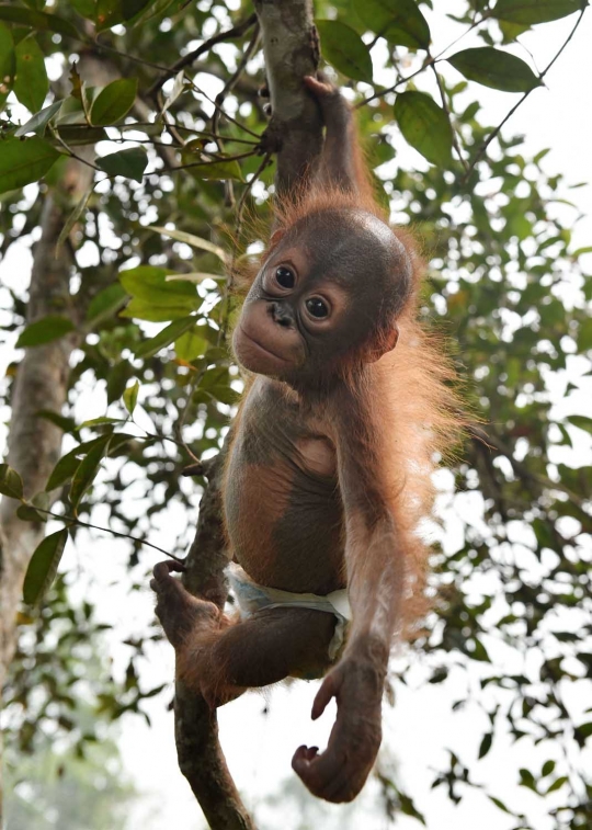 Menengok bayi orang utan selamat dari kebakaran hutan Palangkaraya