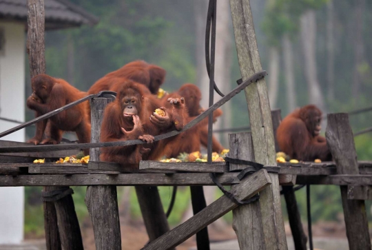 Menengok bayi orang utan selamat dari kebakaran hutan Palangkaraya