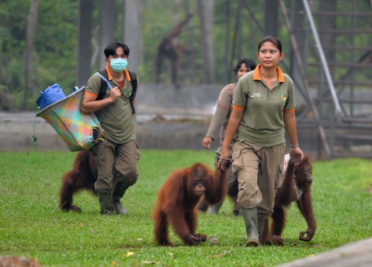 Menengok bayi orang utan selamat dari kebakaran hutan Palangkaraya