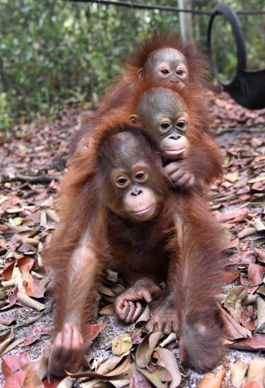 Menengok bayi orang utan selamat dari kebakaran hutan Palangkaraya