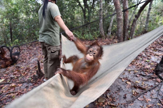 Menengok bayi orang utan selamat dari kebakaran hutan Palangkaraya