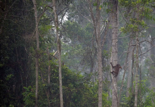 Menengok bayi orang utan selamat dari kebakaran hutan Palangkaraya