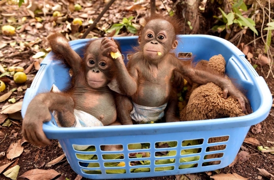 Menengok bayi orang utan selamat dari kebakaran hutan Palangkaraya