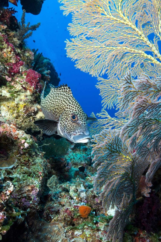 Palau, surga tropis dan salah satu cagar alam laut terbesar di dunia