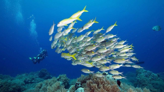 Palau, surga tropis dan salah satu cagar alam laut terbesar di dunia