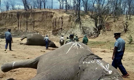 Mengenaskan, puluhan gajah di Zimbabwe ditemukan mati tanpa kepala