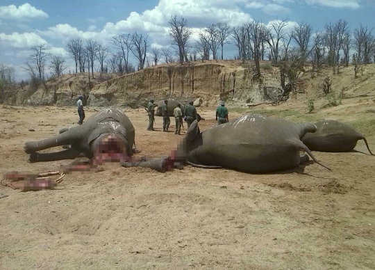 Mengenaskan, puluhan gajah di Zimbabwe ditemukan mati tanpa kepala