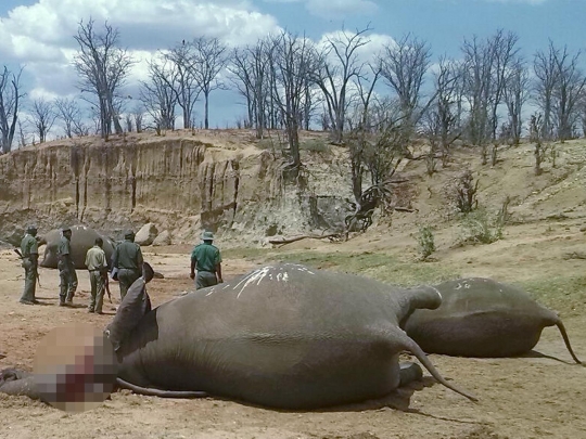 Mengenaskan, puluhan gajah di Zimbabwe ditemukan mati tanpa kepala