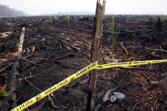 Ini bibit sawit yang muncul di hutan bekas kebakaran Palangkaraya