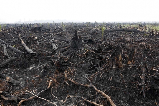 Ini bibit sawit yang muncul di hutan bekas kebakaran Palangkaraya