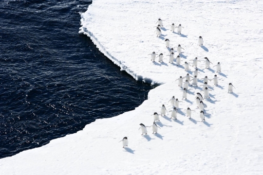 Menengok ekosistem laut di 'samudra terakhir' Antartika