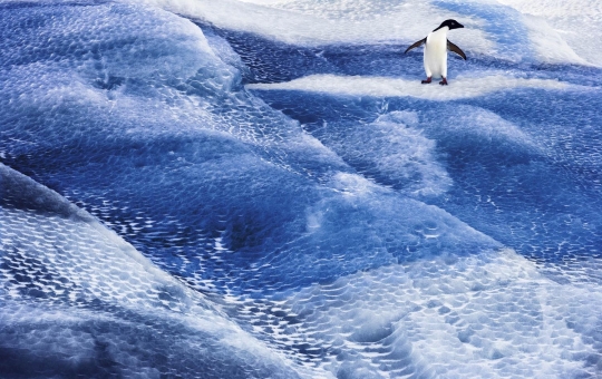 Menengok ekosistem laut di 'samudra terakhir' Antartika