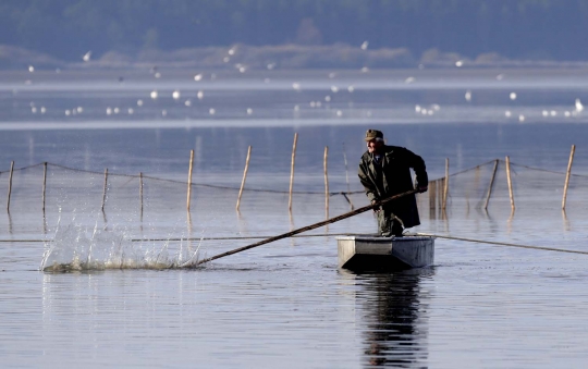 Keseruan tradisi panen ratusan ikan ala nelayan Republik Ceko