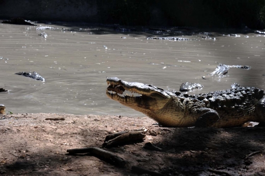 Kelaparan, buaya-buaya di Honduras makan batang pohon