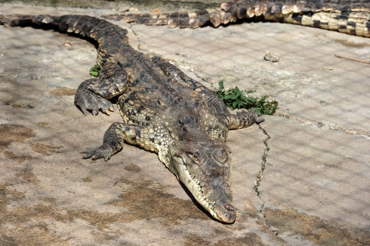 Kelaparan, buaya-buaya di Honduras makan batang pohon