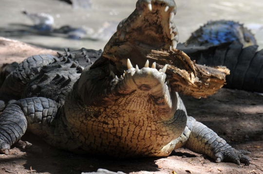 Kelaparan, buaya-buaya di Honduras makan batang pohon