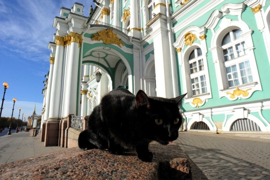 Intip aksi kucing-kucing penjaga museum di Rusia