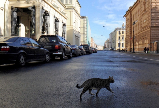 Intip aksi kucing-kucing penjaga museum di Rusia