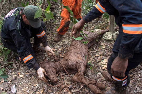 Penyelamatan dramatis anak kuda terjebak lumpur di dasar jurang