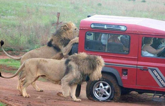 Mendebarkan, singa lapar ini makan ban mobil hingga turis histeris