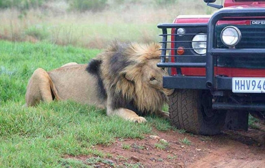 Mendebarkan, singa lapar ini makan ban mobil hingga turis histeris