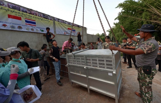 14 Orang utan korban hiburan di Thailand dipulangkan ke Indonesia