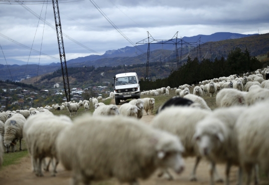 Ketika ribuan domba Georgia 'hadang' pengendara di jalan raya