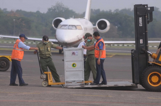 14 Orang utan korban penyelundupan Thailand tiba di Jakarta