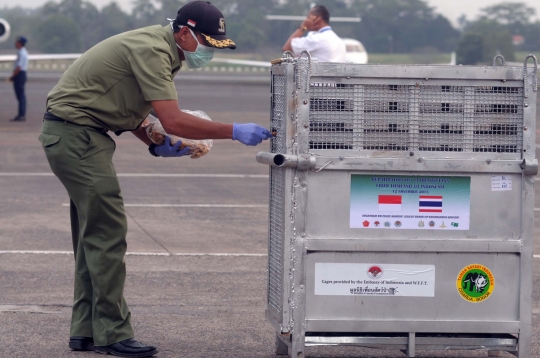 14 Orang utan korban penyelundupan Thailand tiba di Jakarta