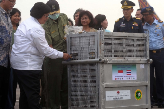 14 Orang utan korban penyelundupan Thailand tiba di Jakarta