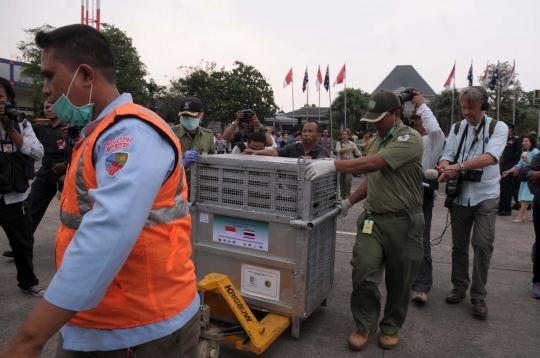 14 Orang utan korban penyelundupan Thailand tiba di Jakarta