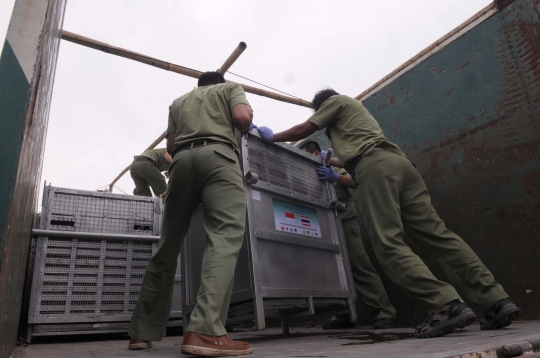 14 Orang utan korban penyelundupan Thailand tiba di Jakarta