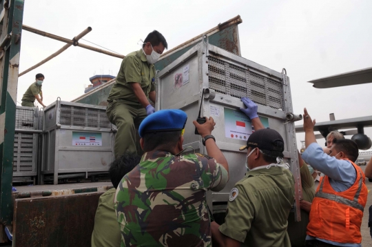 14 Orang utan korban penyelundupan Thailand tiba di Jakarta