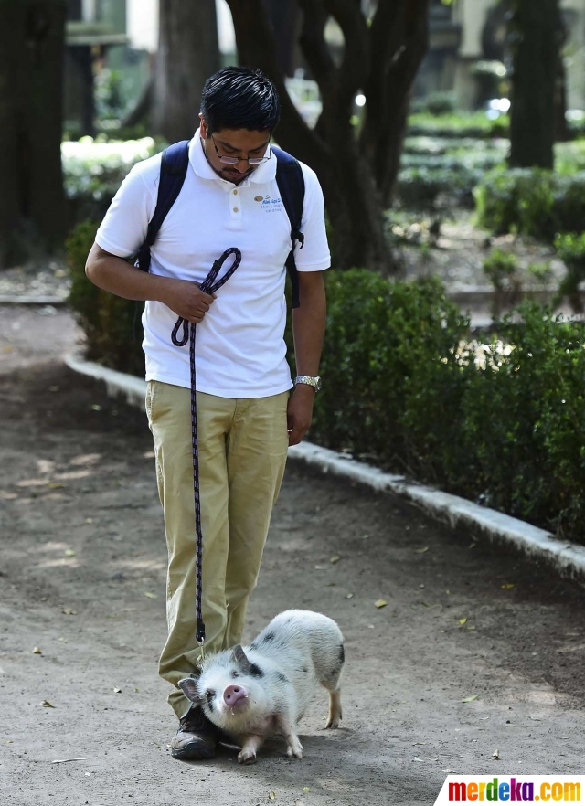  Foto Bertingkah seperti anjing babi ini jadi hewan 